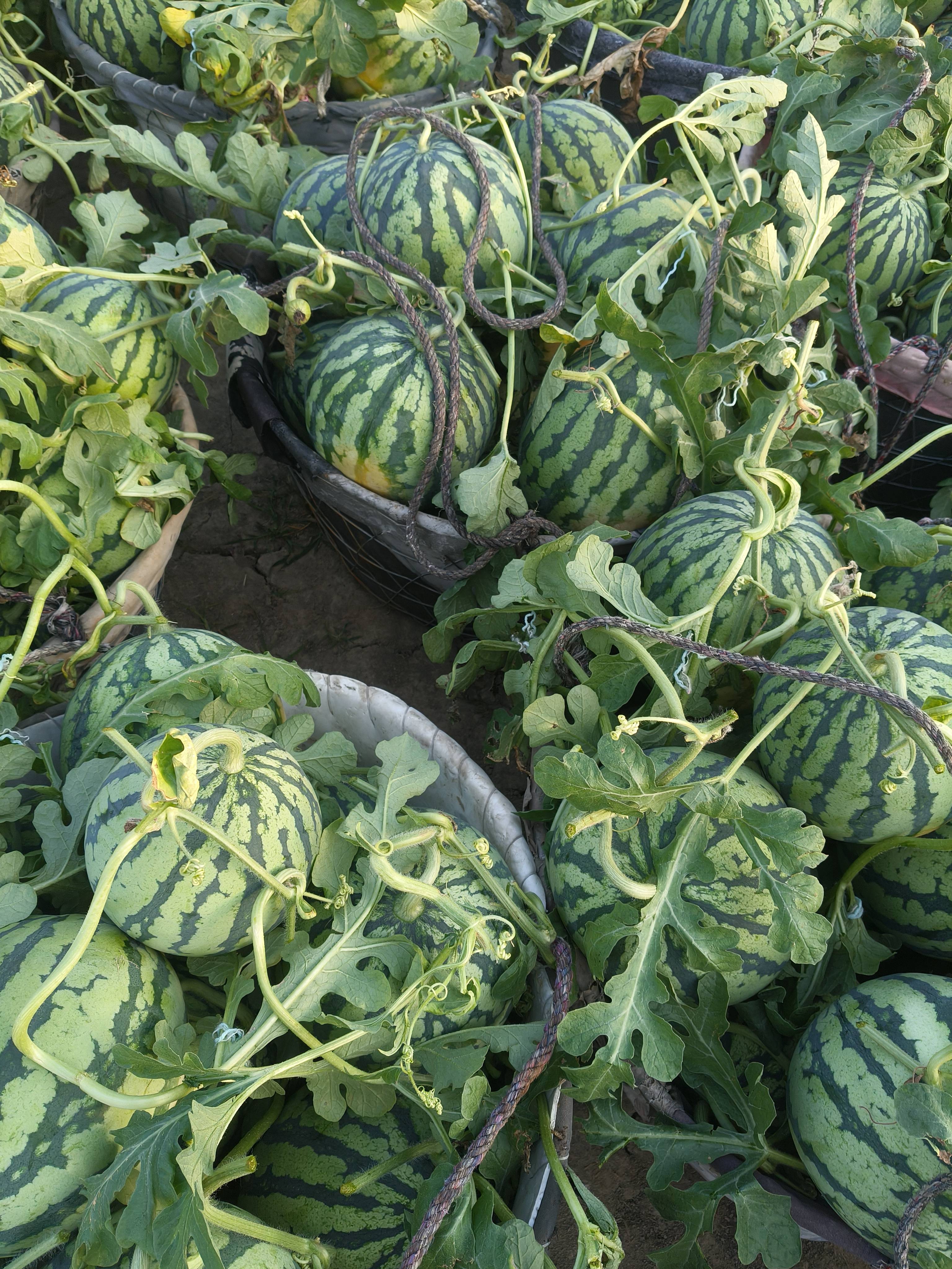 西瓜种植基地与采收管理配图