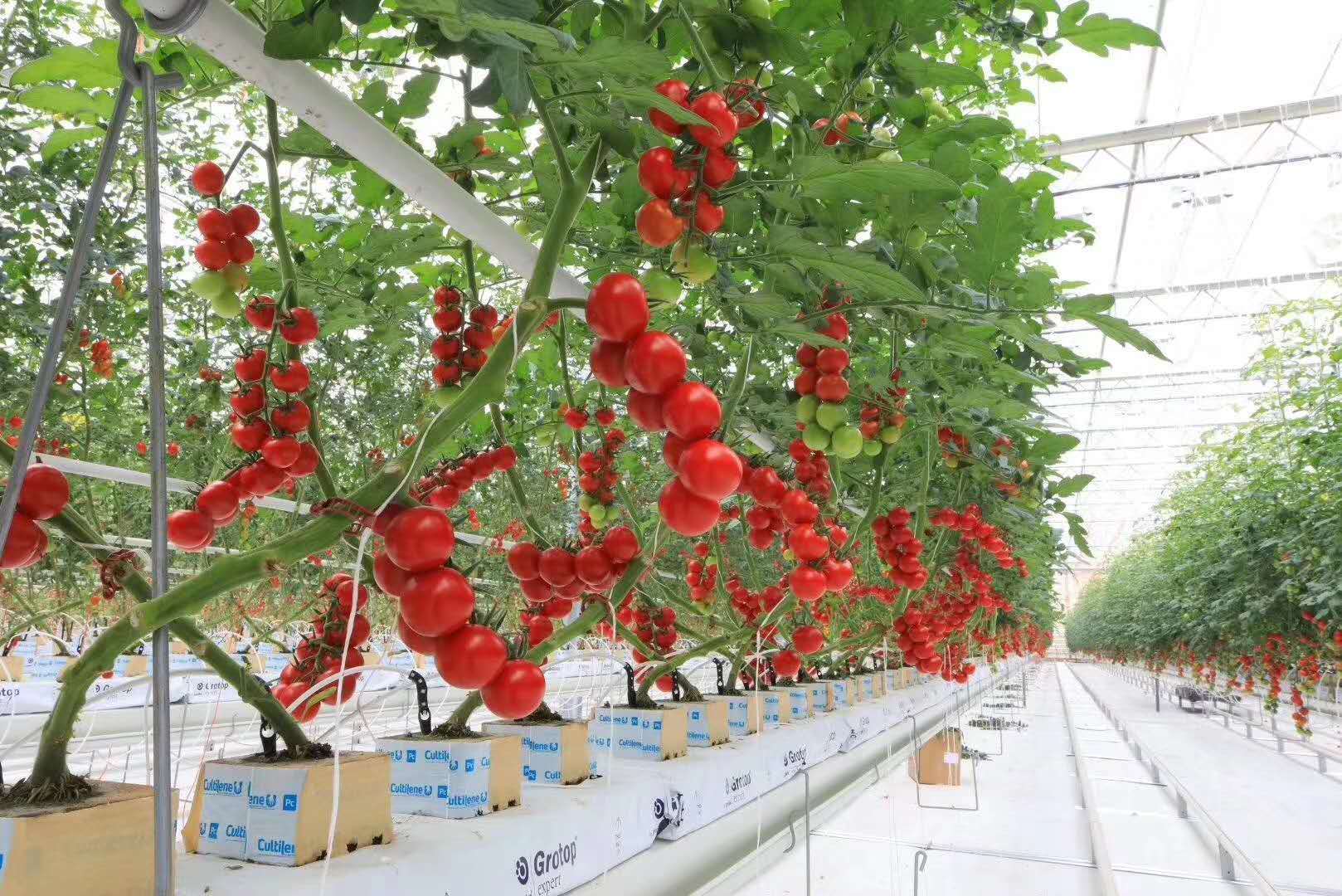 蔬菜产地与地域优势配图
