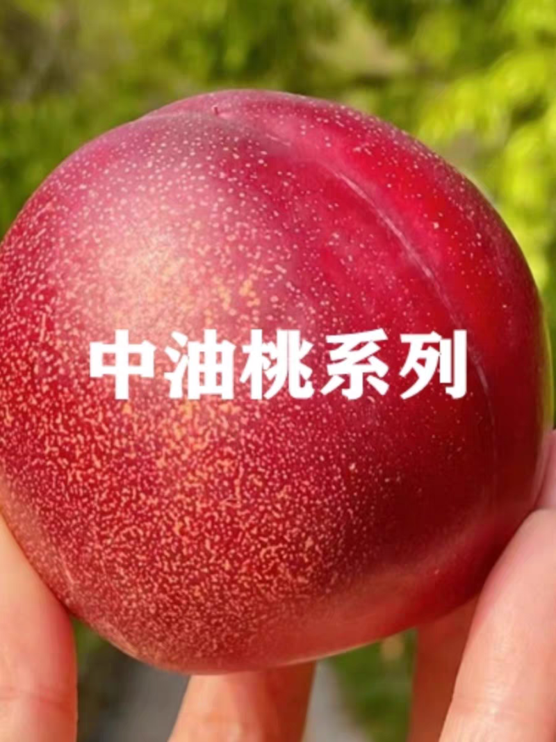油桃种植基地与采收管理配图