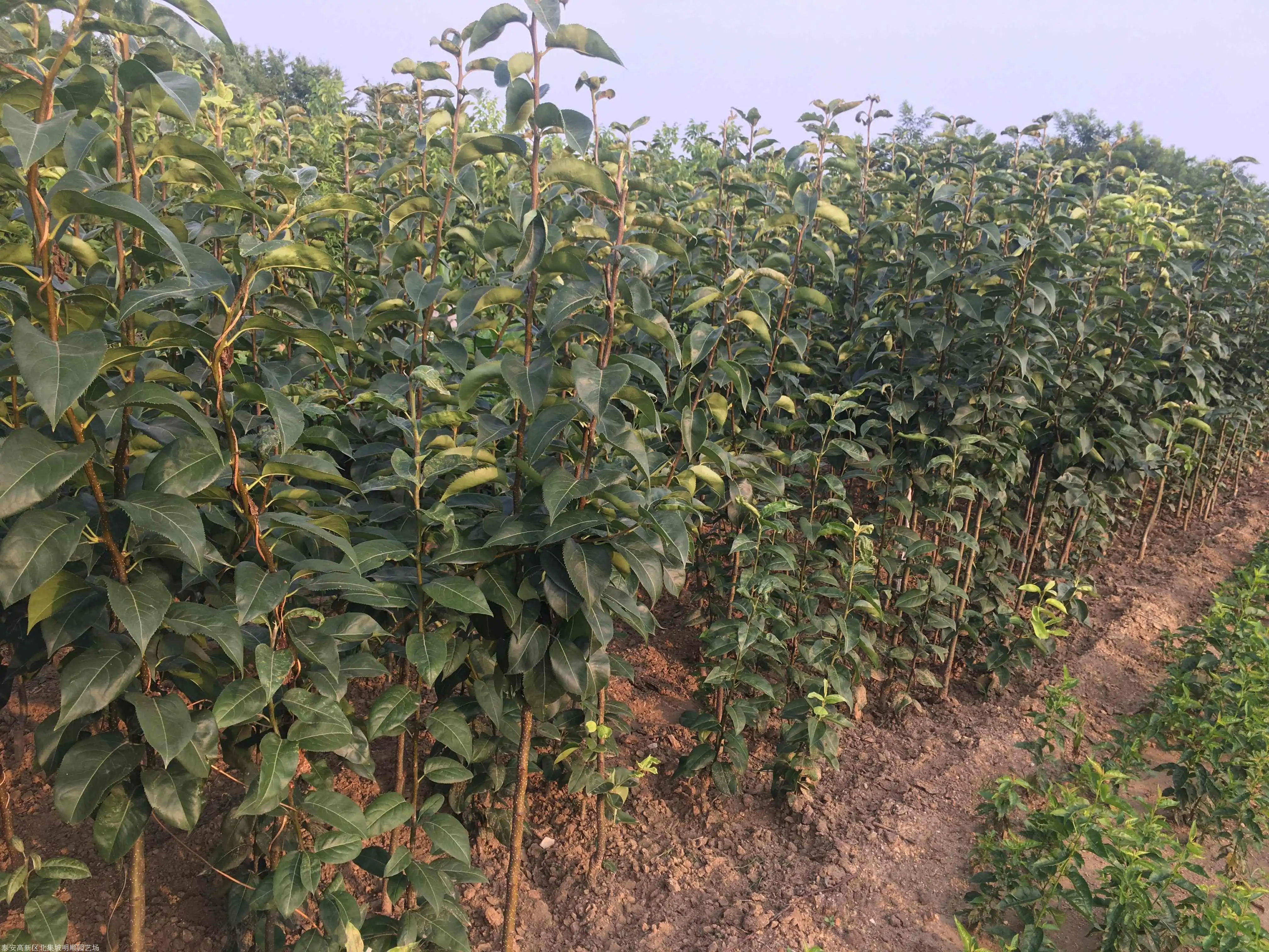 梨树苗种植基地与采收管理配图