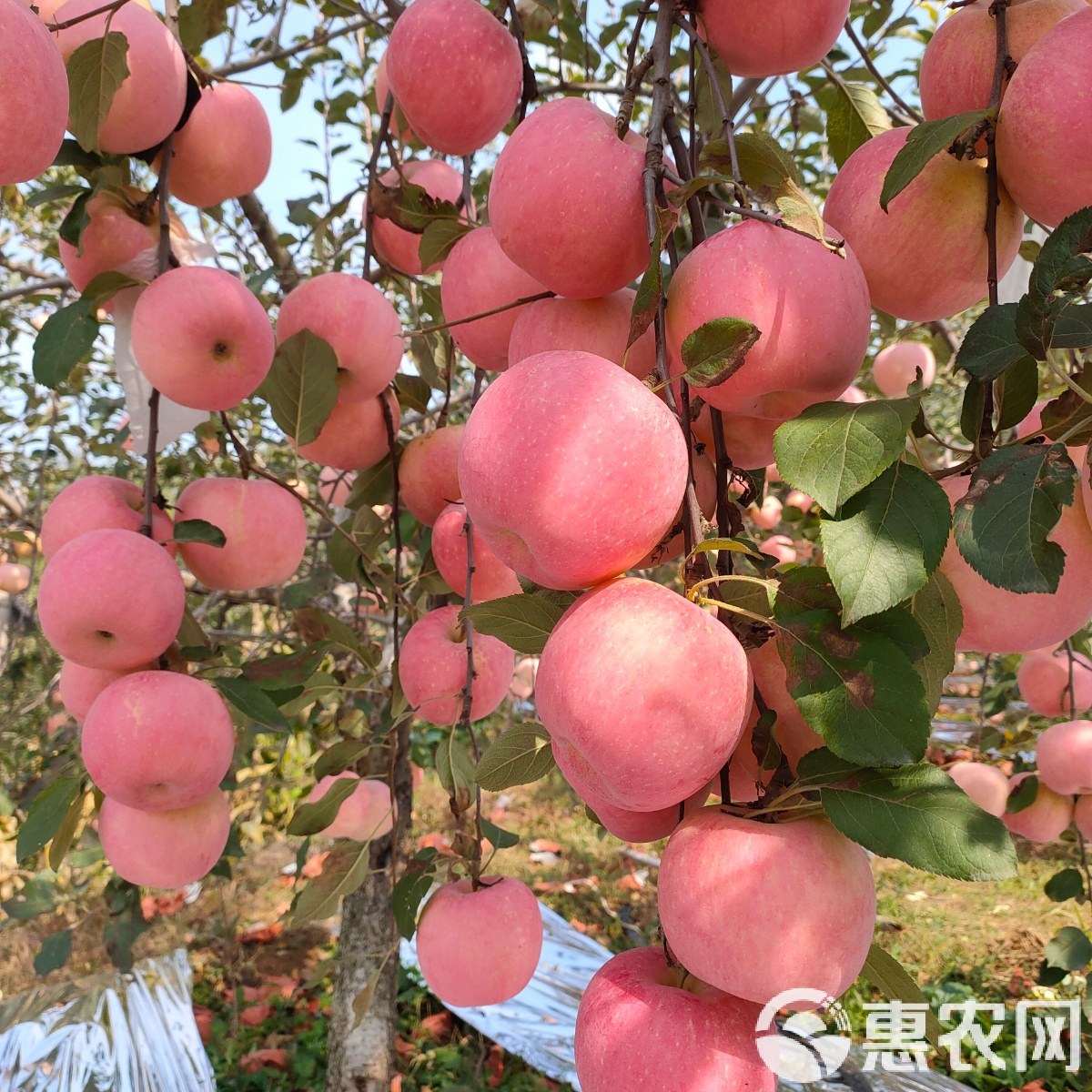 苹果品质分级与验收标准配图