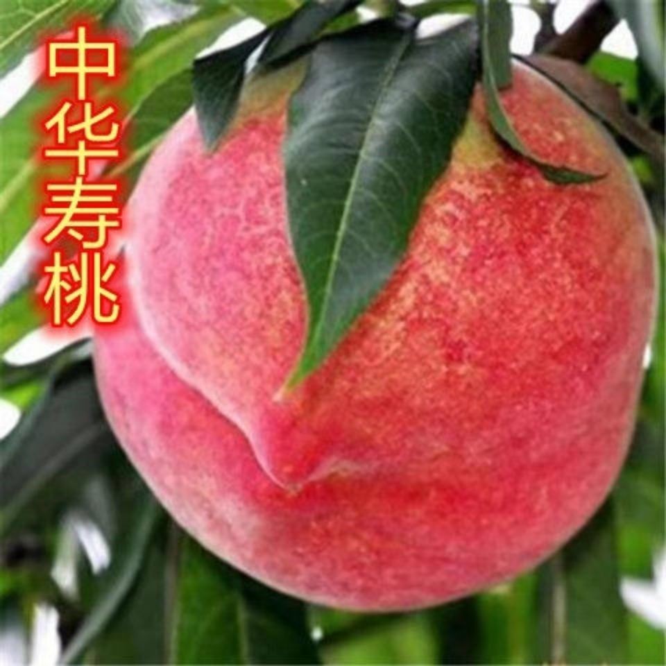 桃采购用户常见问题解答配图