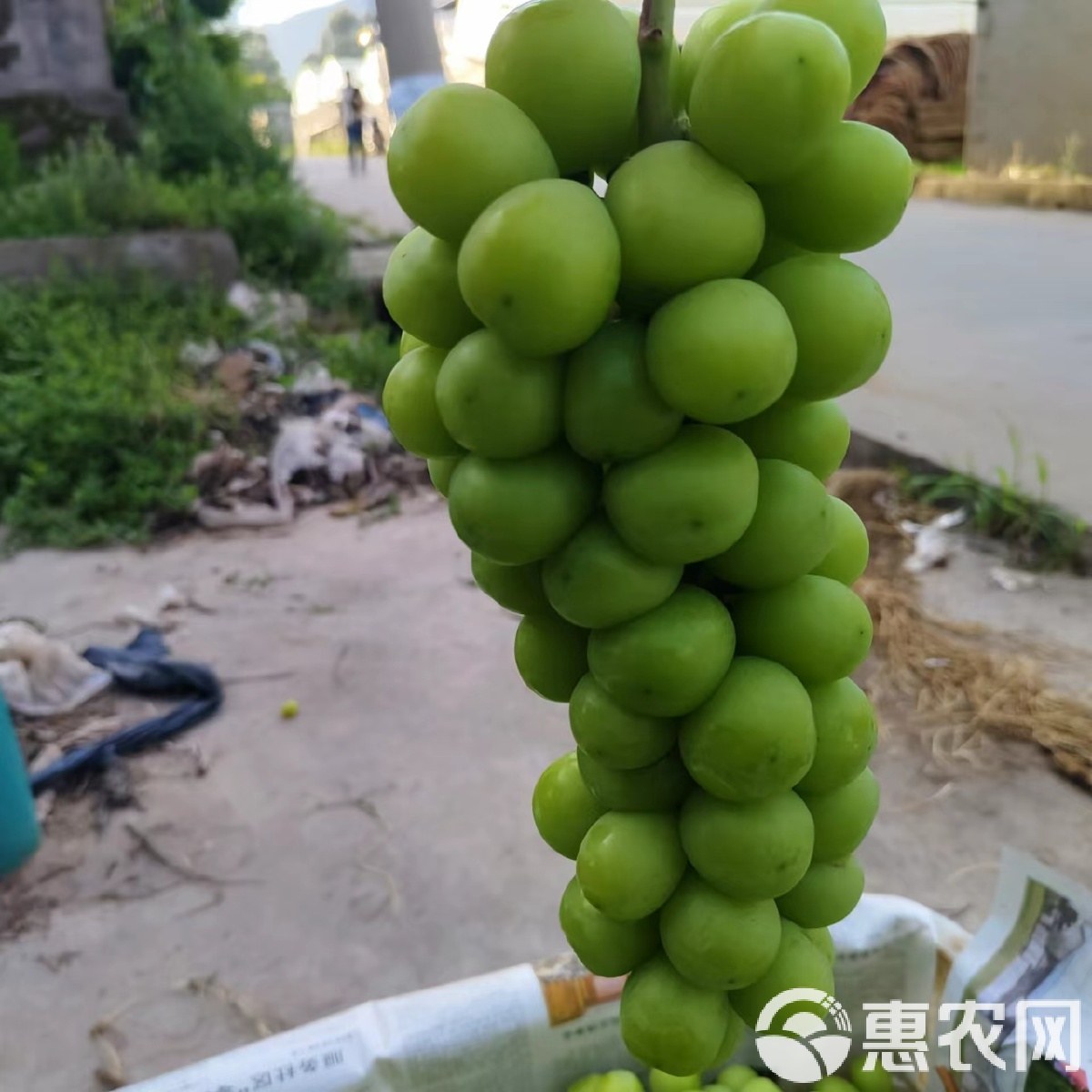 葡萄价格影响因素与询价方法配图