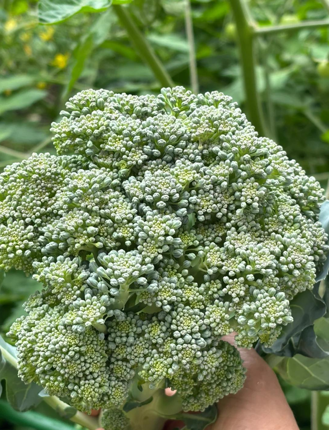 蔬菜当季行情与供需变化配图