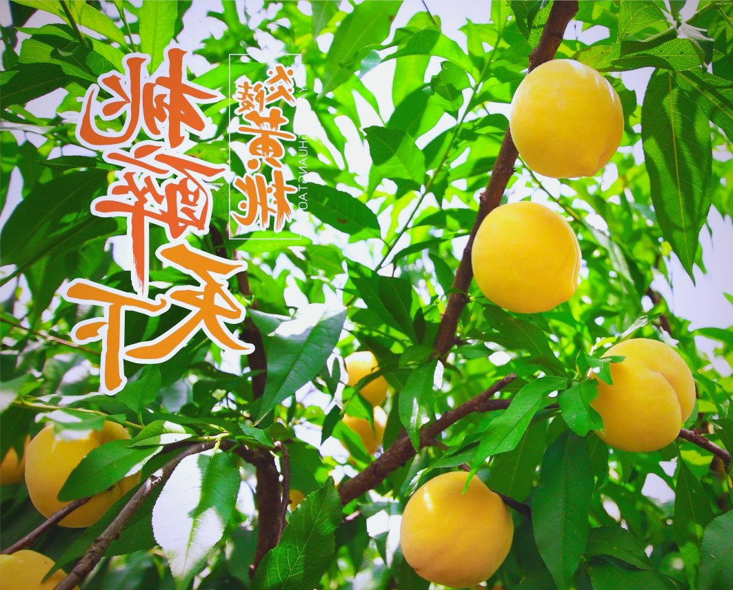 黄桃种植基地与采收管理配图