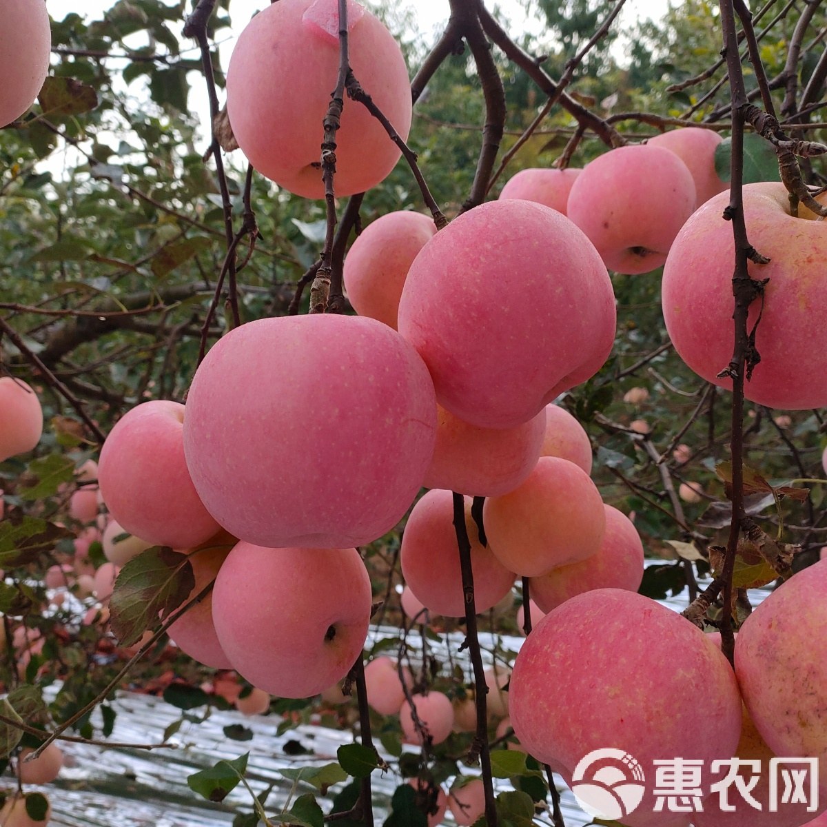 苹果种植基地与采收管理配图